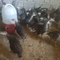 جوجه بوقلمون ۳۵روزه