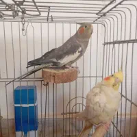 عروس هلندی نر و ماده