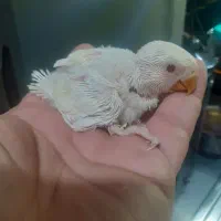 جوجه عروس و برزیلی|پرنده|کیش, |دیوار