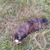 واگذاری سگ نر|سگ|توتکابن, |دیوار