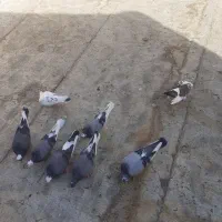 کفتر شازده سبز و غیره...