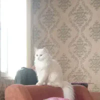 پرشین کت 5 ماهه نر