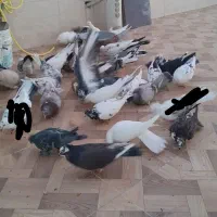 کبوتر.کفتر|پرنده|قم, چهل درخت‎|دیوار