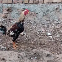 خروس لاری