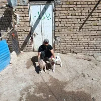توله پژدر ماده