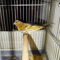 گلبسر وقناری قفسی