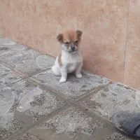 سگ پاپی|سگ|تربت جام, جامرود|دیوار