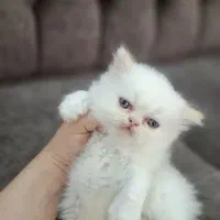 گربه پرشین|گربه|رشت, اسماعیل آباد|دیوار