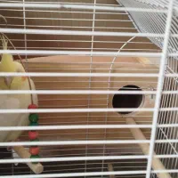 عروس هلندی مولد