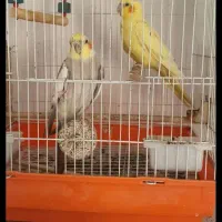 ۲ عدد عروس هلندی جفت