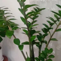 گل و گیاه|گل و گیاه طبیعی|اندیشه, اندیشه فاز ۲|دیوار