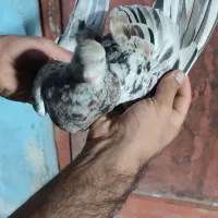 کبوتر هفت رنگ|پرنده|اهواز, زیتون کارگری|دیوار