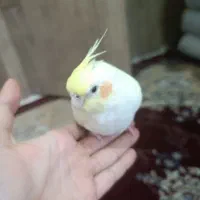 طوطی عروس هلندی|پرنده|کرمان, |دیوار