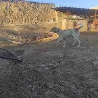 سگ گله|سگ|چناران, |دیوار