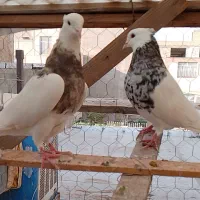 کبوتر طوقی