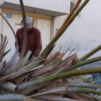 قطع وخریداری نخل و مرکبات|خدمات باغبانی و درختکاری|جهرم, |دیوار