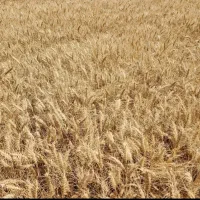 گندم بوجاری شده عالی گونی شده