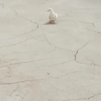 مجسمه