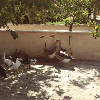 قوغاز خاکستری|حیوانات مزرعه|پیشوا, |دیوار