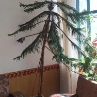 فروش گل