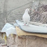 کفتر خال سرخ