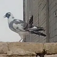 کفتر