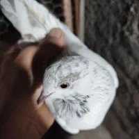 سلام تعدادی مایه کفتر درجه یک|پرنده|سپیدان, |دیوار