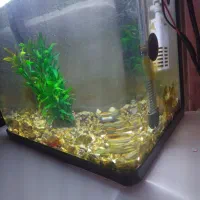 آکواریوم همراه بخاری پمپ آب و تزیینات