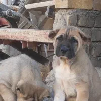 توله سرابی درجه یک|سگ|تهران, آبشار تهران (دریاچه)|دیوار