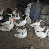 غاز و اردک محلی|حیوانات مزرعه|ساری, |دیوار