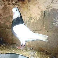 کبوتر طوقی نرجهت معاوضه