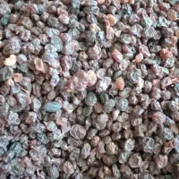 کشمش افتابی|خوردنی و آشامیدنی|ایوان, |دیوار