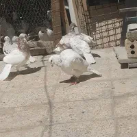 کفتر|پرنده|مشهد, بهمن|دیوار