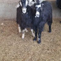 بزغاله ماده