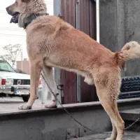 سگ پژدر