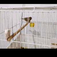 گلبسر . قناری .سهره . طوطی . فنچ