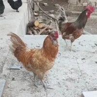 تعدادی خروس فروش میرسد