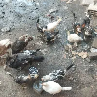 باعرض سلام 13عددجوجه مرغ گلیم بفروش میرسد