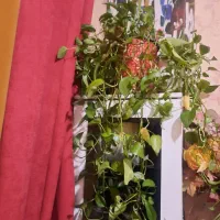 گل طبیعی  وگل مصنوعی