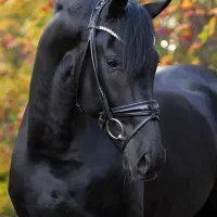 خرید اسب ماهی ۵میلیون اقساطی