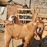 گوسفند پاکستانی گلابی و بز پاکستانی گلابی ونری