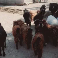 تعداد ۱۰عدد کهره نر