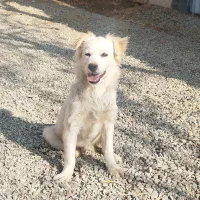 سگ آپارتمانی|سگ|ورامین, ورامین|دیوار