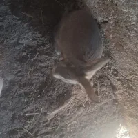 خرگوش|موش و خرگوش|خوسف, |دیوار