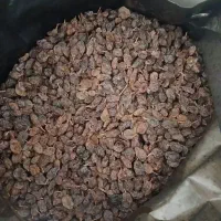 کشمش بواناتی بدون هسته|خوردنی و آشامیدنی|شیراز, کوشک بیدک|دیوار