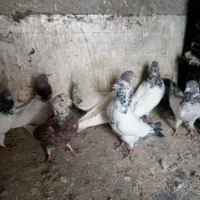 کفتر7تاکله‌دار