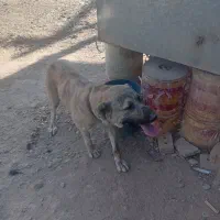 سگ ماده دهن پاک