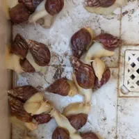 حلزون(توافقی)