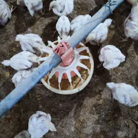 مرغداری گوشتی/نیرو کار /مرغداری