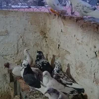 کبوتر فروشی